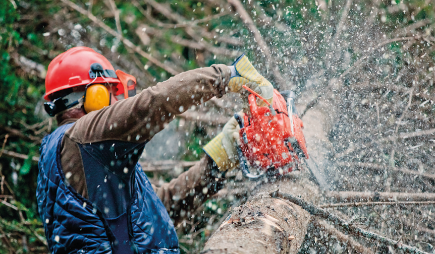 Tree Surgeons Can Be Hard to Hire – How Do You Choose the Right One?