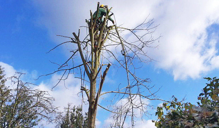 Can You Heal a Tree by Cutting Off Dead Branches?