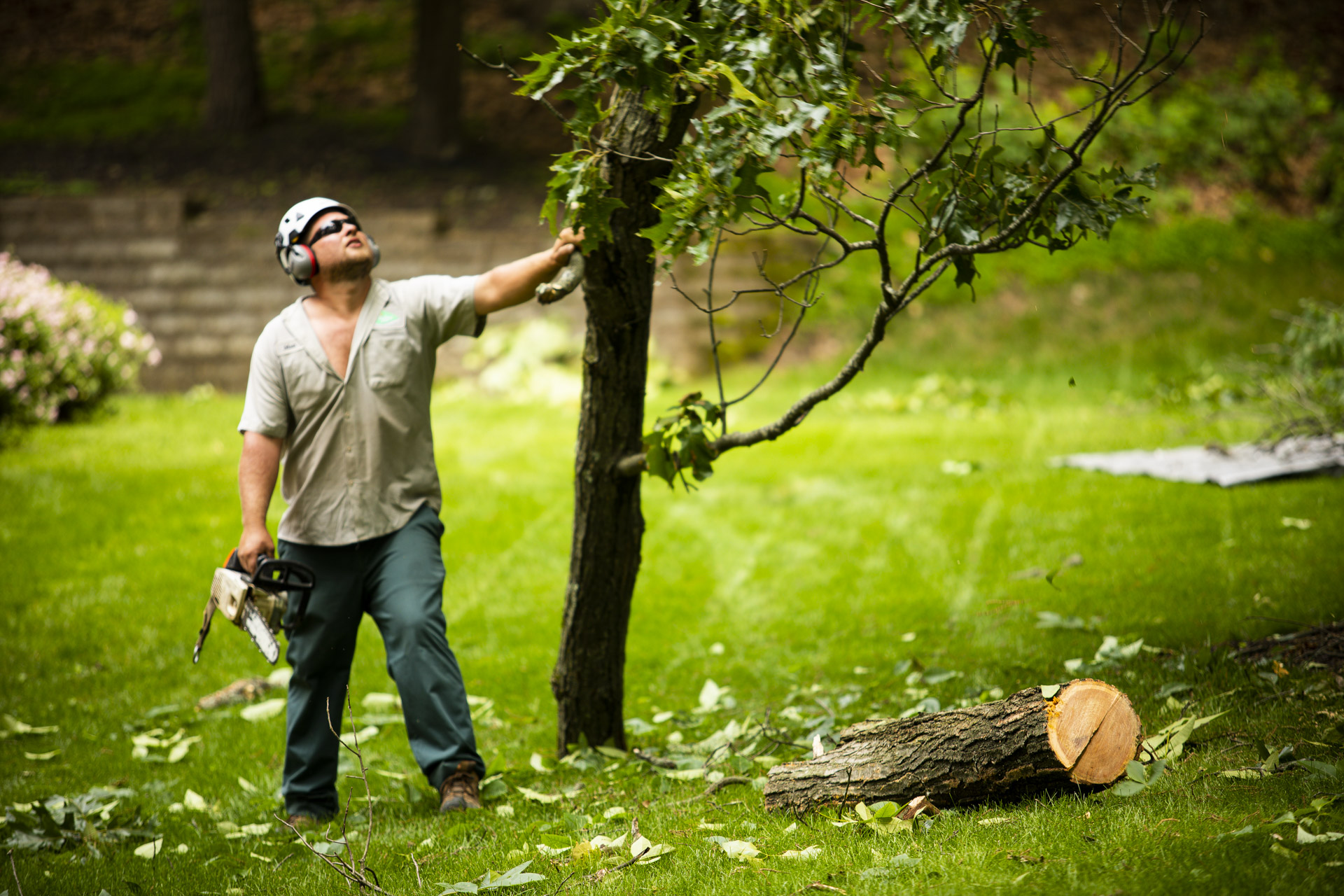 what-does-a-tree-inspection-involve