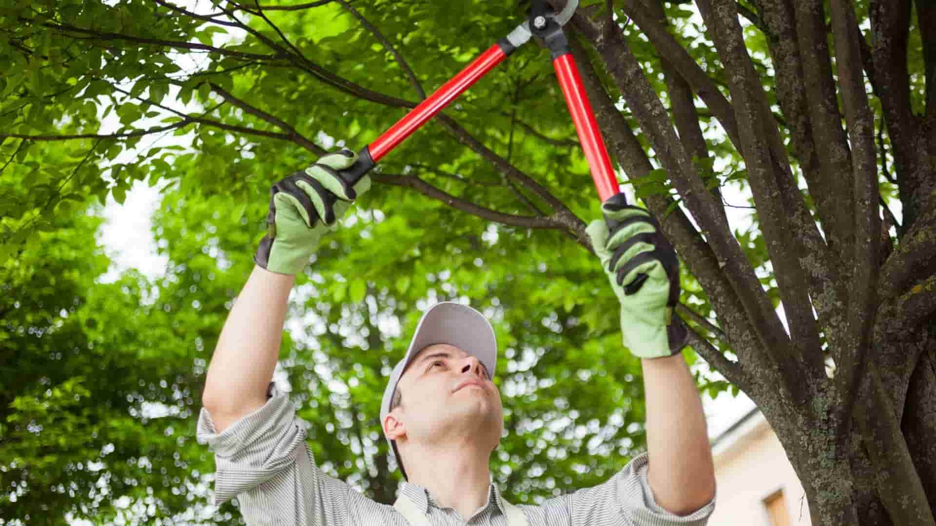 Tree Pruning And Maintenance