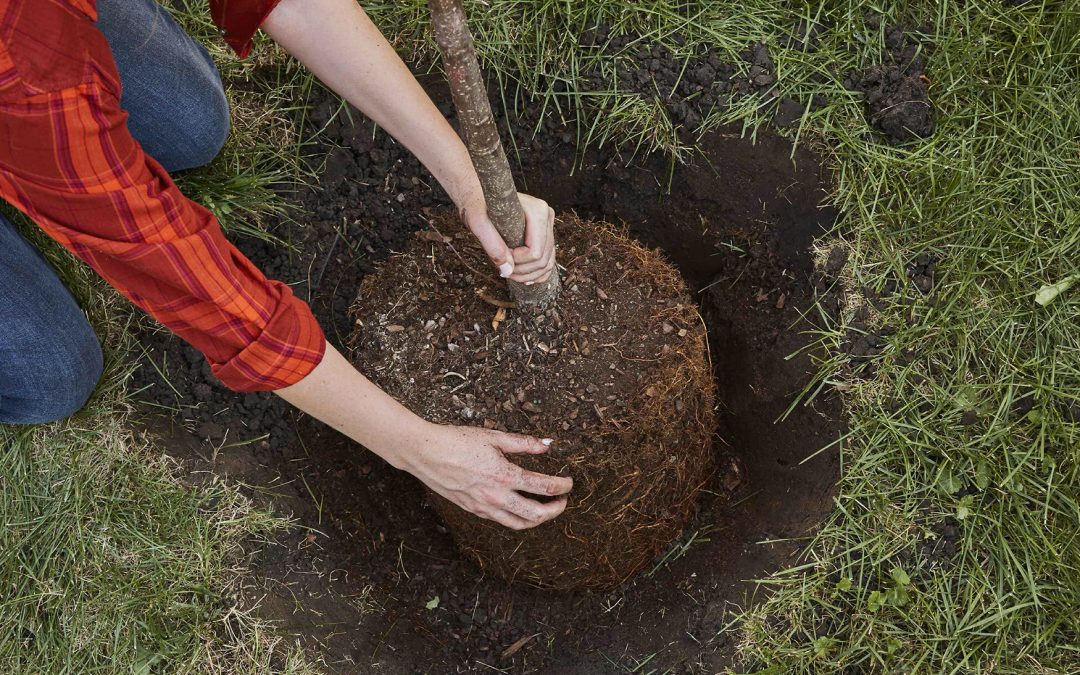 How to Plant A Tree Correctly