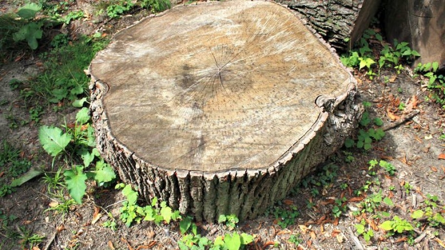 Important Reasons To Remove Tree Stumps