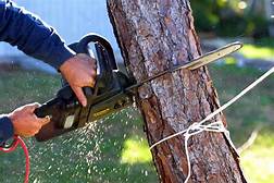 Essential Things to Consider Before Tree Removal