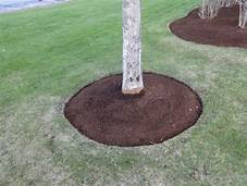 Installing a Bark Mulch In Your Tree