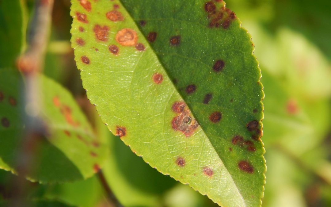 Leaf Spot Control: How To Get Rid of Leaf Spot Disease