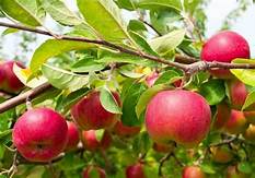 Disease-Resistance Ratings for Apple Trees