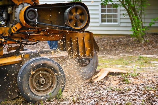 Stump Removal: Stump Grinding Service Cost