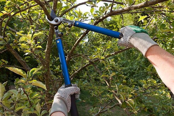 Effective Tips and Techniques of Tree Pruning