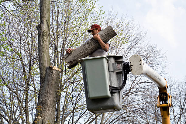 Things To Consider Before Planning A Tree Removal