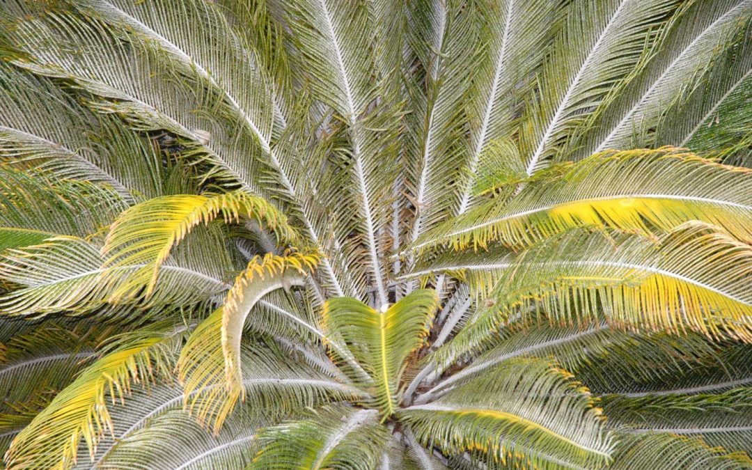 How To Remove A Palm Tree What Does It Cost And How Do I Do It 
