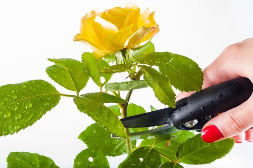 Repairing Bad Pruning: How To Correct Pruning Mistakes