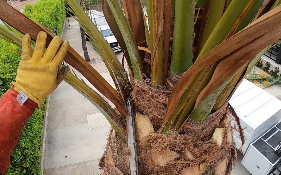 How To: THE BEST WAY TO PRUNE PALM TREES