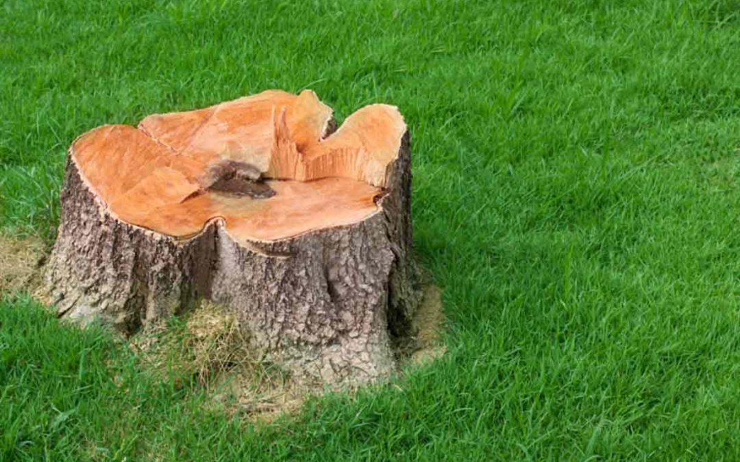 The Ins and Outs: Removing Stumps In Your Backyard