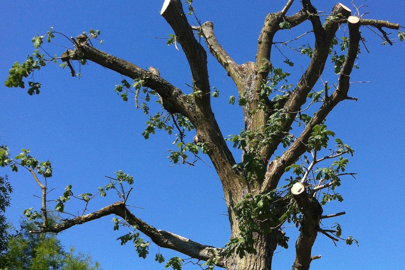 Help My Tree! How Do I Fix A Topped Tree By Prunning It