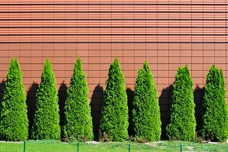 Growing Arborvitae Trees – Tips On How To Grow An Arborvitae