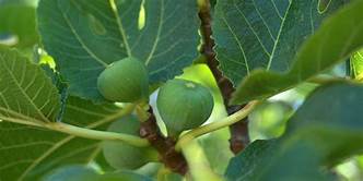 Pruning A Fig Tree Is Very Important