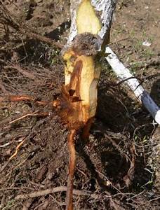 Crown Rot Identification And Tips For Crown Rot Treatment