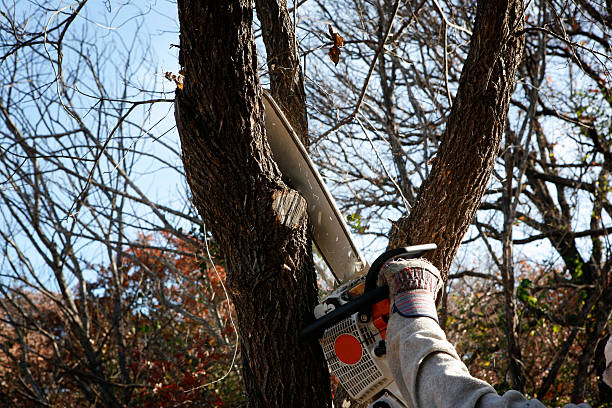 Signs That You Should Call A Tree Service Professional