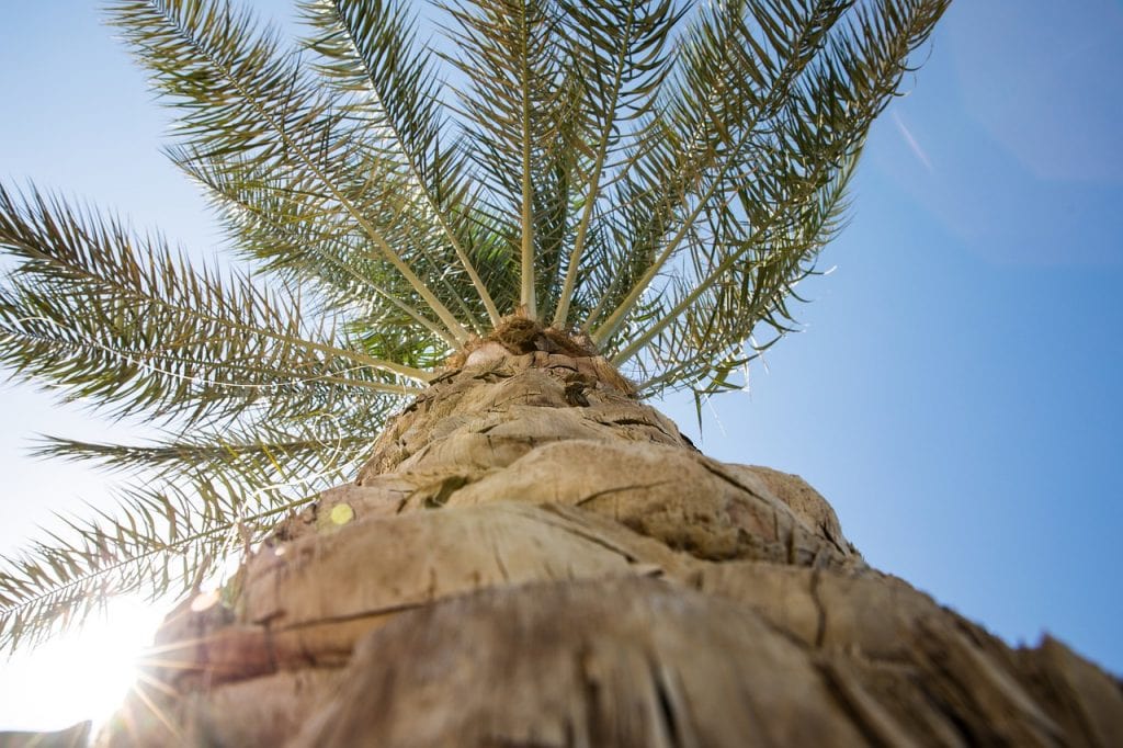 how much to cut down a palm tree