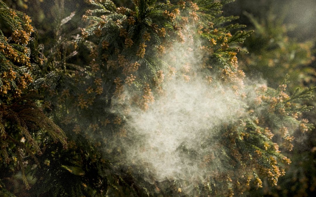 Everything You Need to Know About Tree Pollen