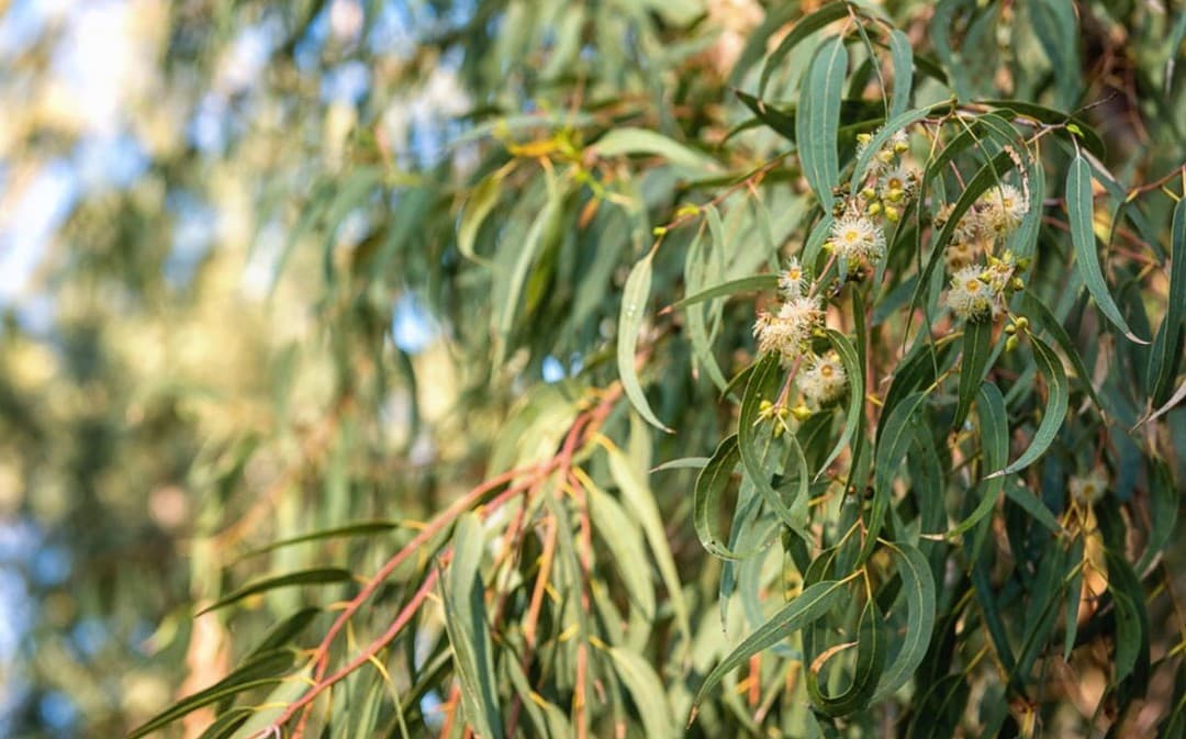 Pros and Cons: The Eucalyptus Trees