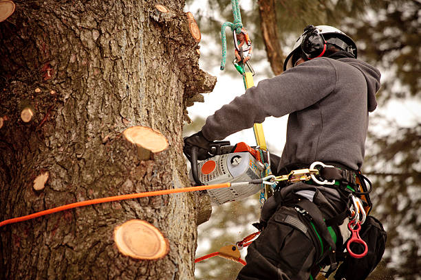 What Does An Arborist Do?