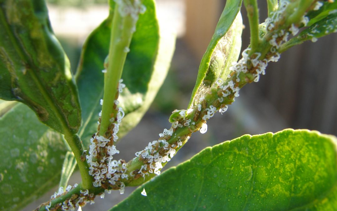 What Is An Asian Citrus Psyllid?