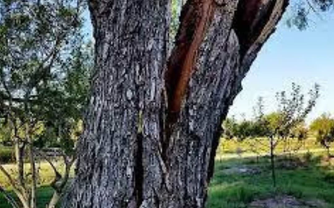 Can You Repair a Split Tree Trunk?