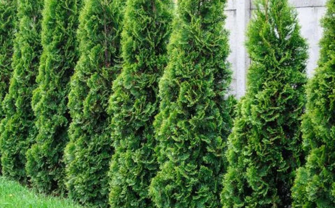 Fast Growing Backyard Privacy Trees