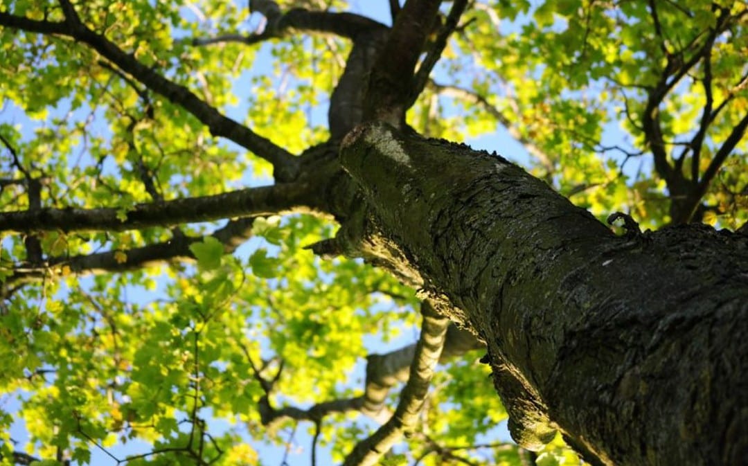 How To Protect Your Trees From Summer