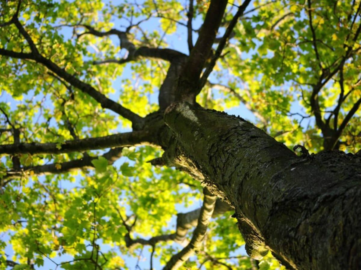 how-to-protect-your-trees-from-summer