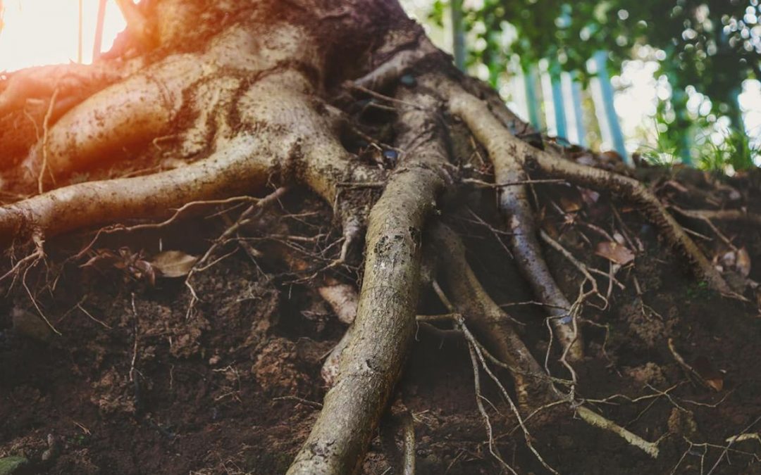 What Will Dissolve Tree Roots?