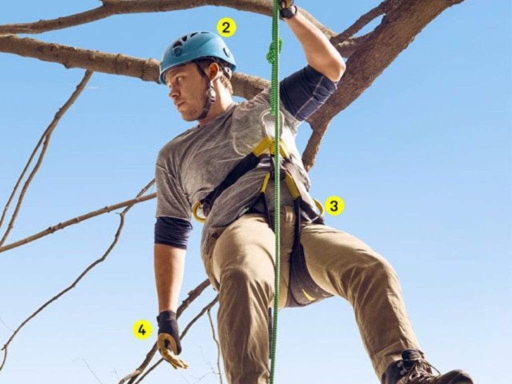What Are Arborist Ropes to Pull Trees?