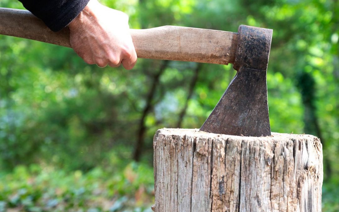 Do it Yourself: How to Remove Tree Stump