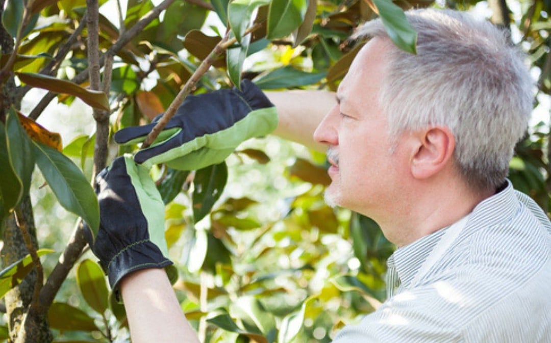 When Do You Need to Call an Arborist?