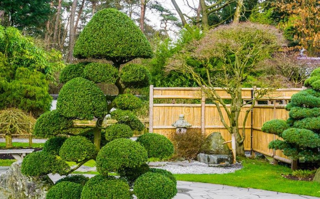 Japanese Style Tree Pruning – How to Guide