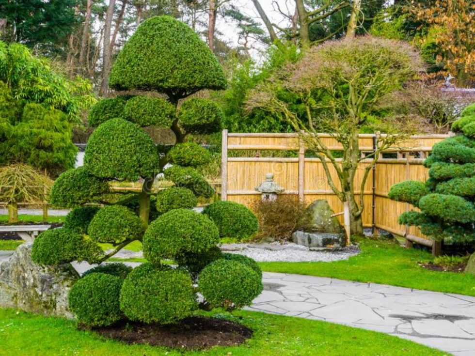Japanese Style Tree Pruning How to Guide