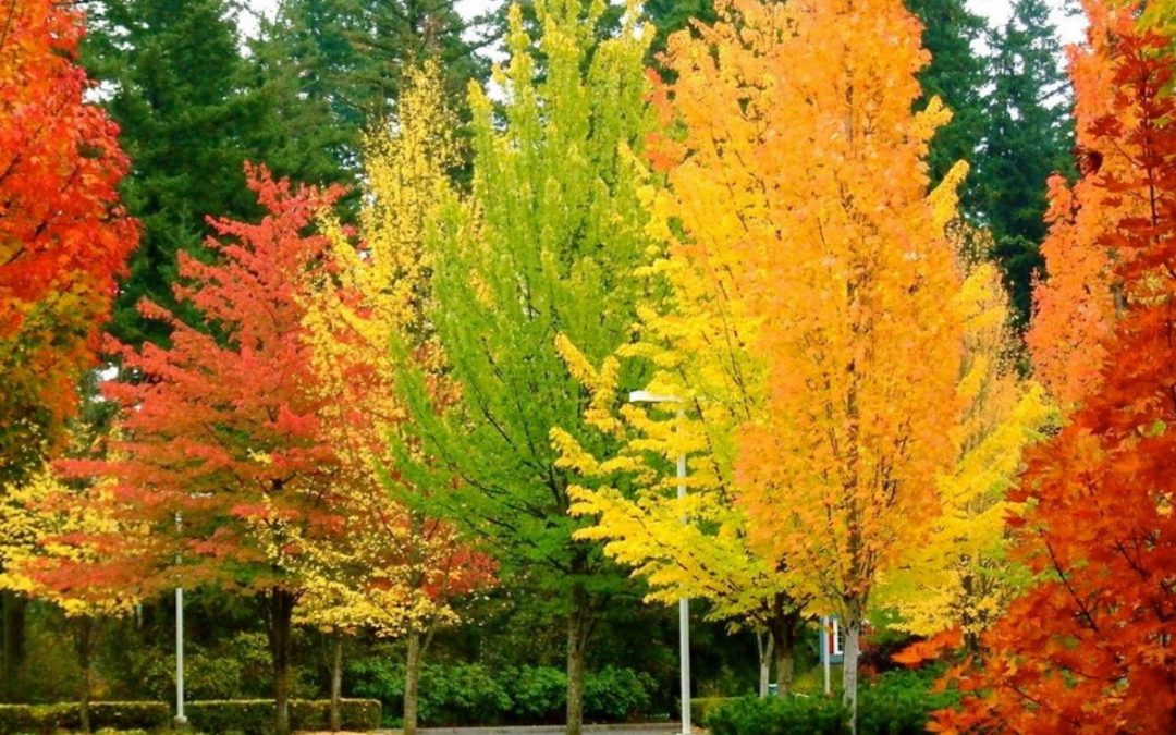 Fall Tree Planting Considerations and Tips