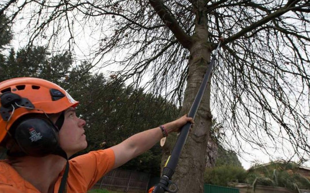 Pruning Trees to Avoid Fire Hazards