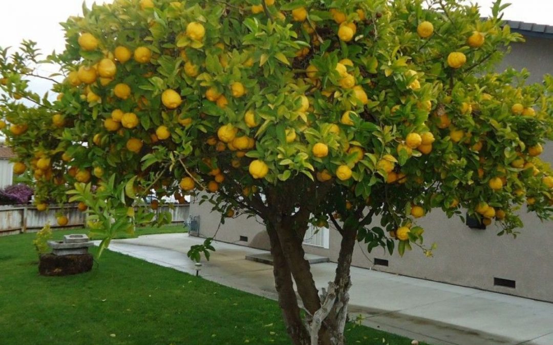 How to Transplant a Lemon Tree