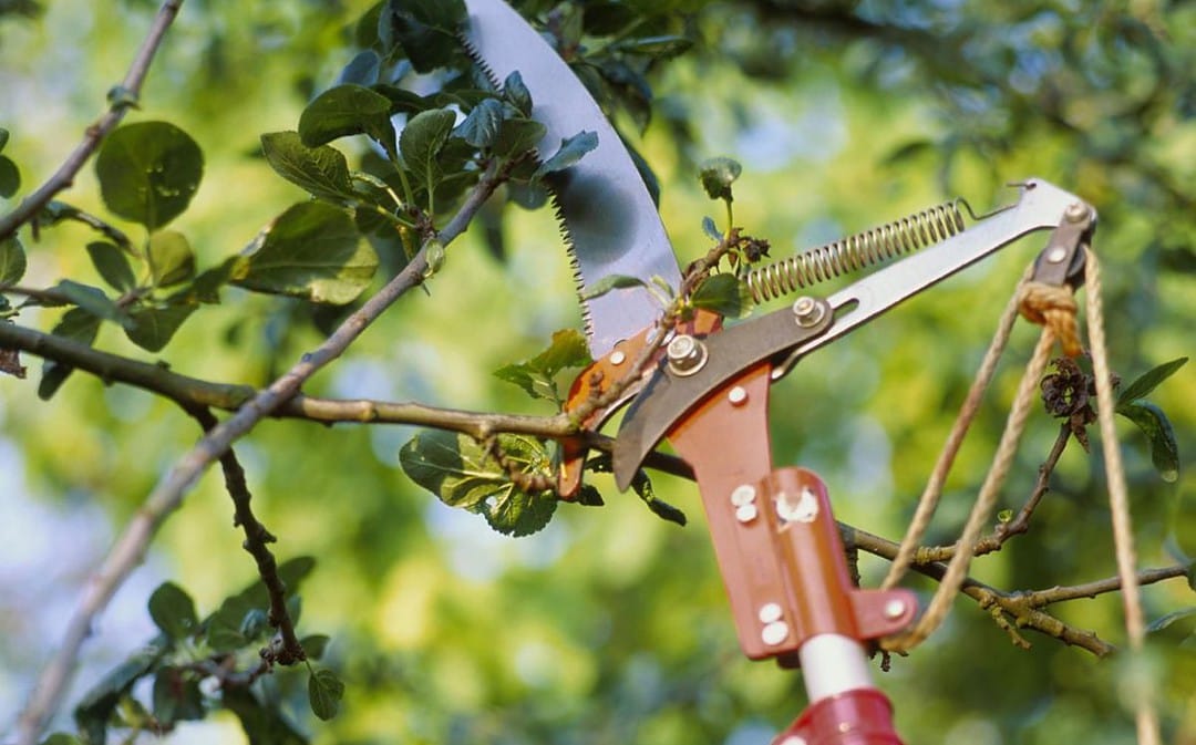 How to Use a Tree Pruning Saw and the Techniques