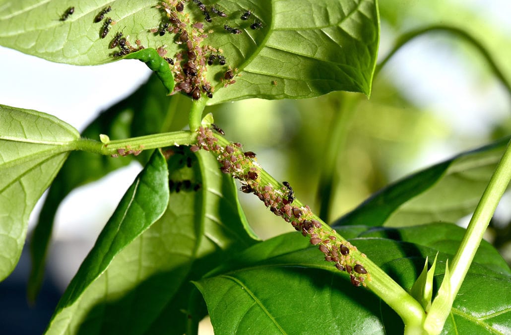 Common Tree Pests and How to Spot Them