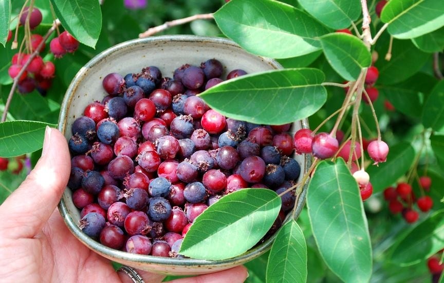 What is the best fertilizer for a Serviceberry tree