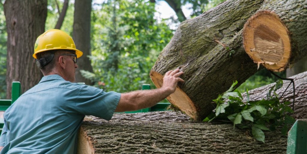 How much does it cost to remove a tree near me?