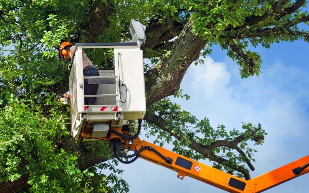 How Foundation Can Help You With Your Tree Removal Needs