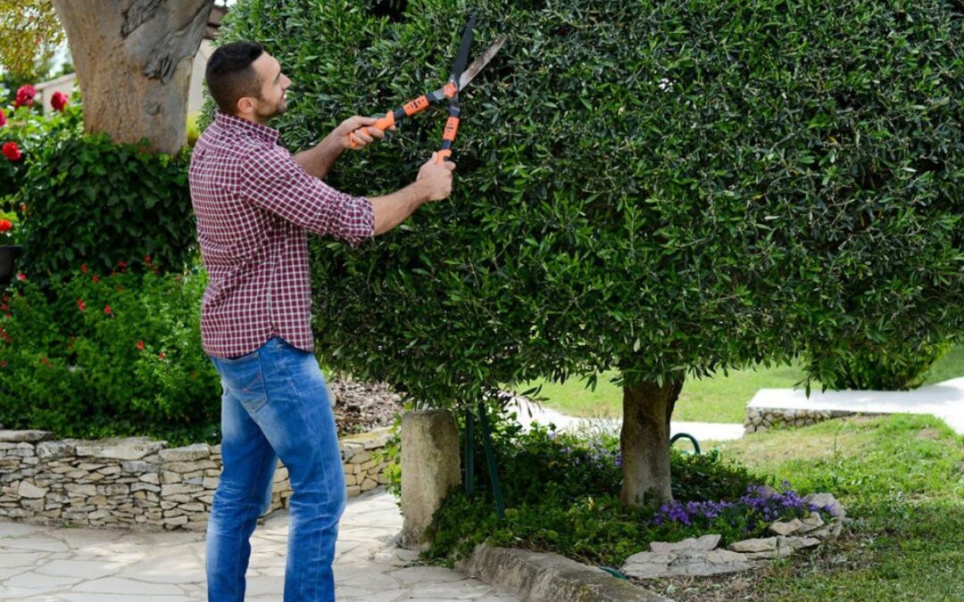 How Much Trimming Is Necessary For Tree Health?