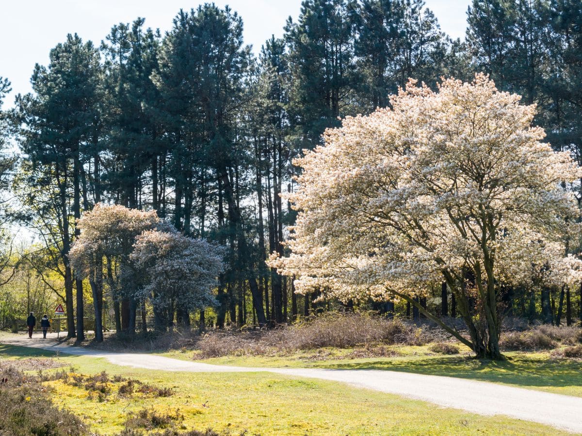 Pruning a Serviceberry Tree