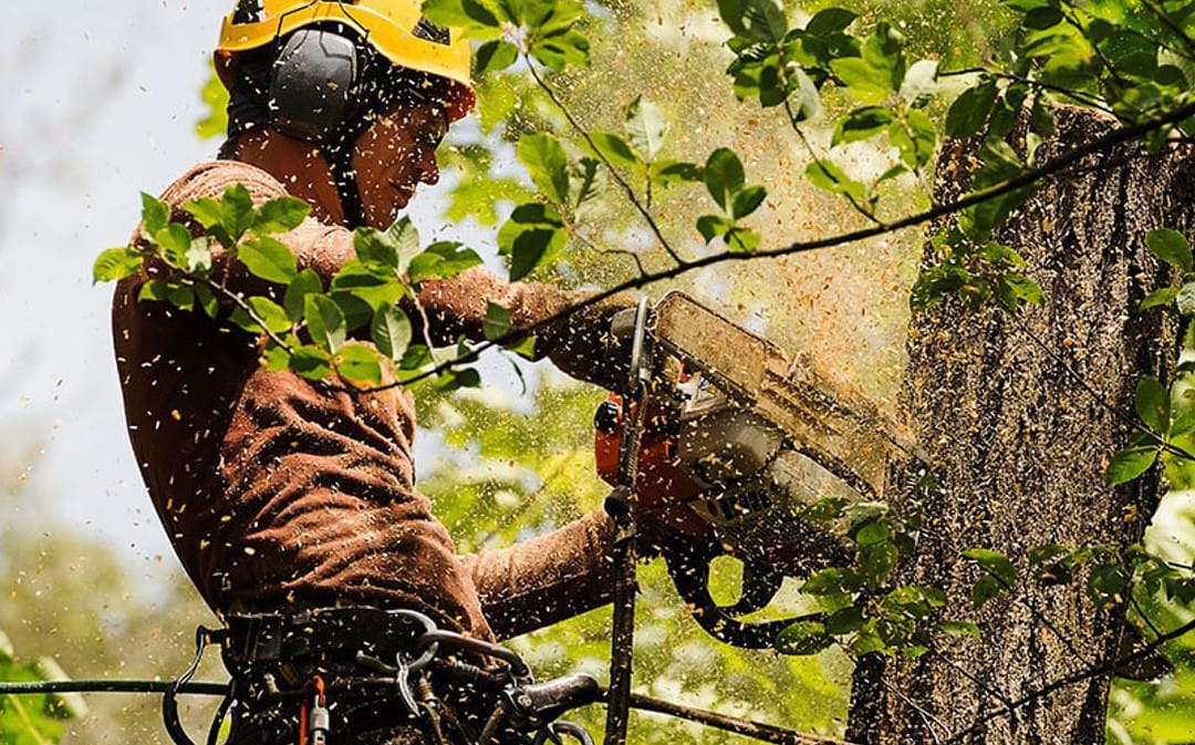 How to Check Tree Service Insurance