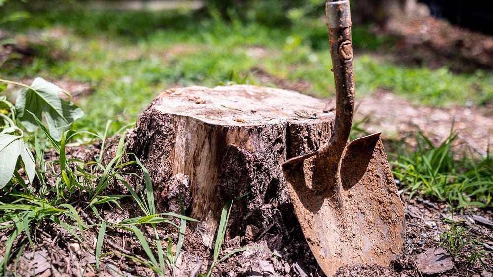 How do you remove a stump painlessly?