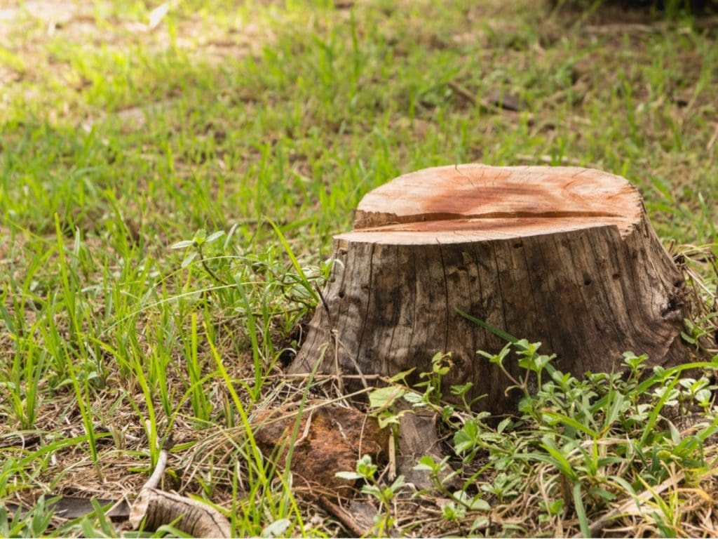 What will dissolve a tree stump?